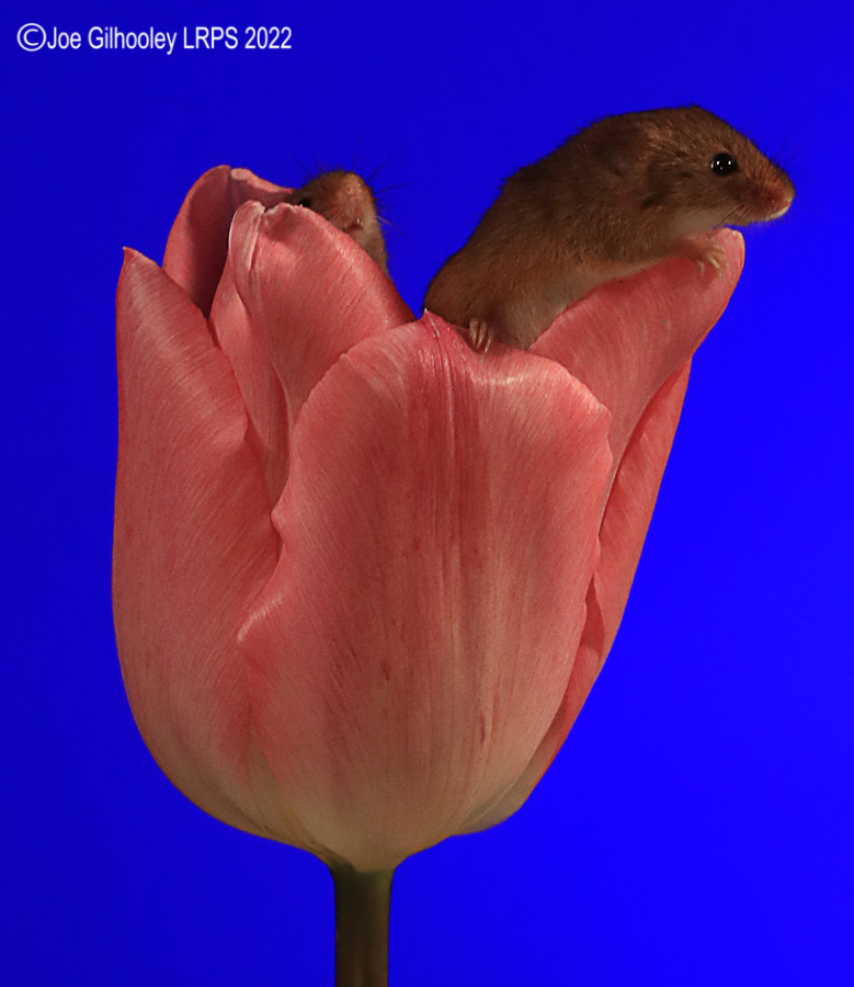 Harvest Mouse in a Tulip