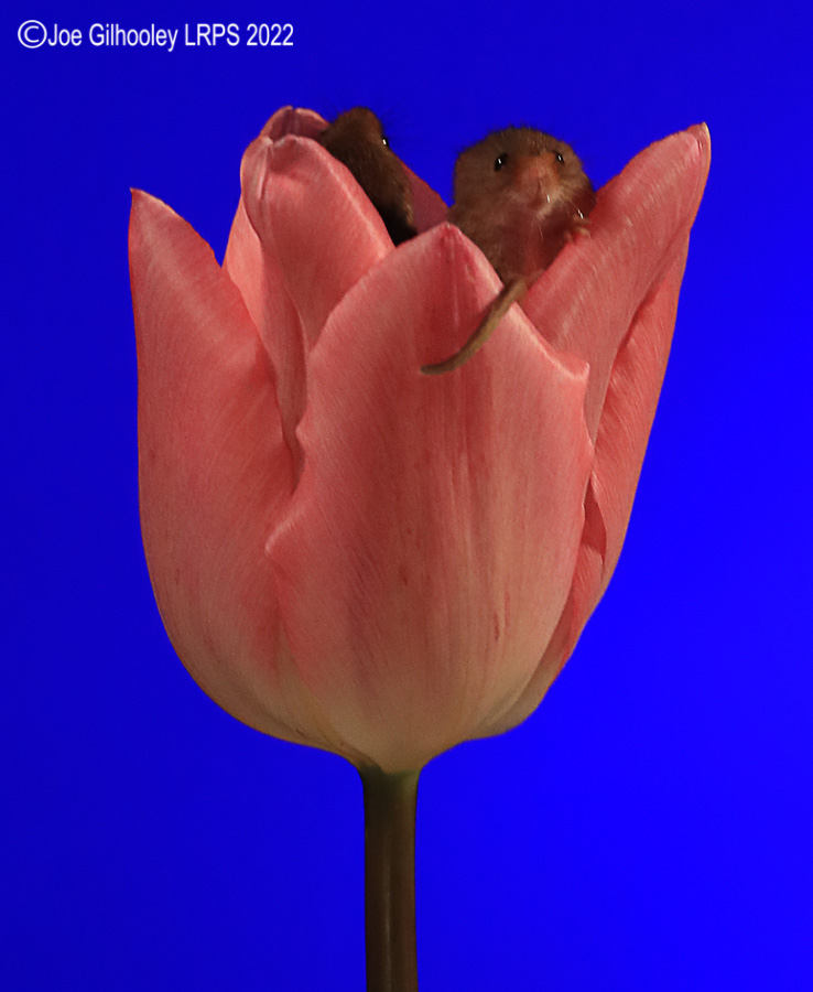 Harvest Mouse in a Tulip