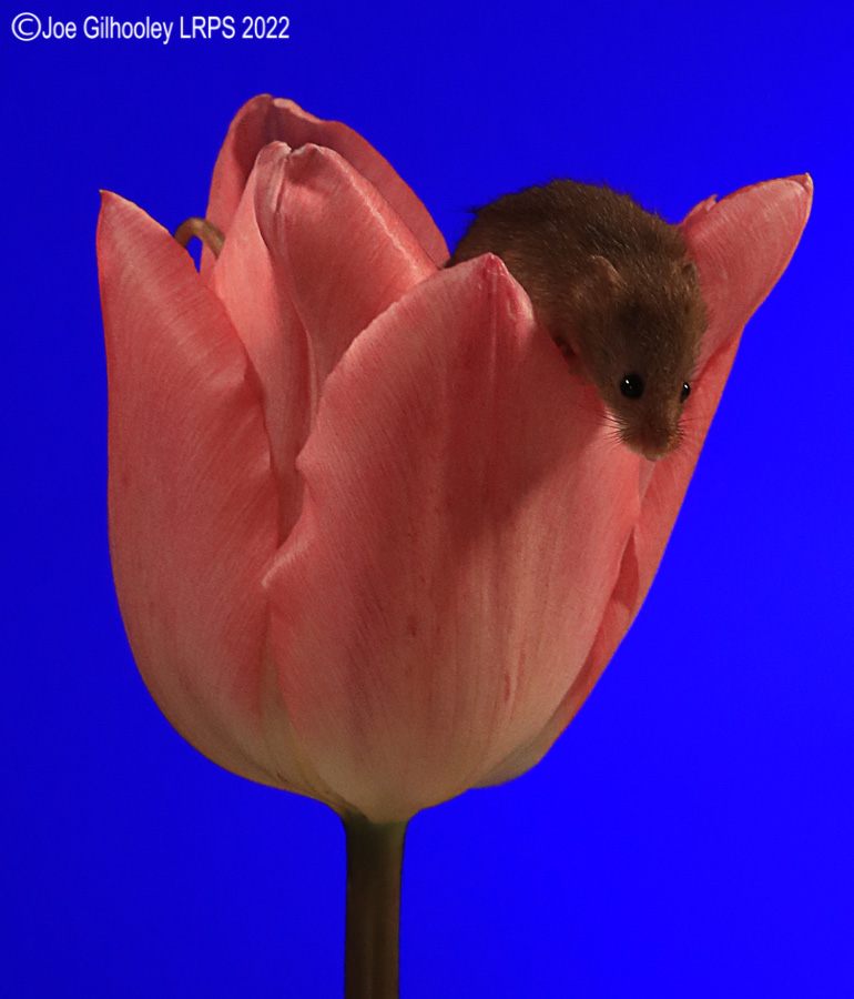 Harvest Mouse in a Tulip