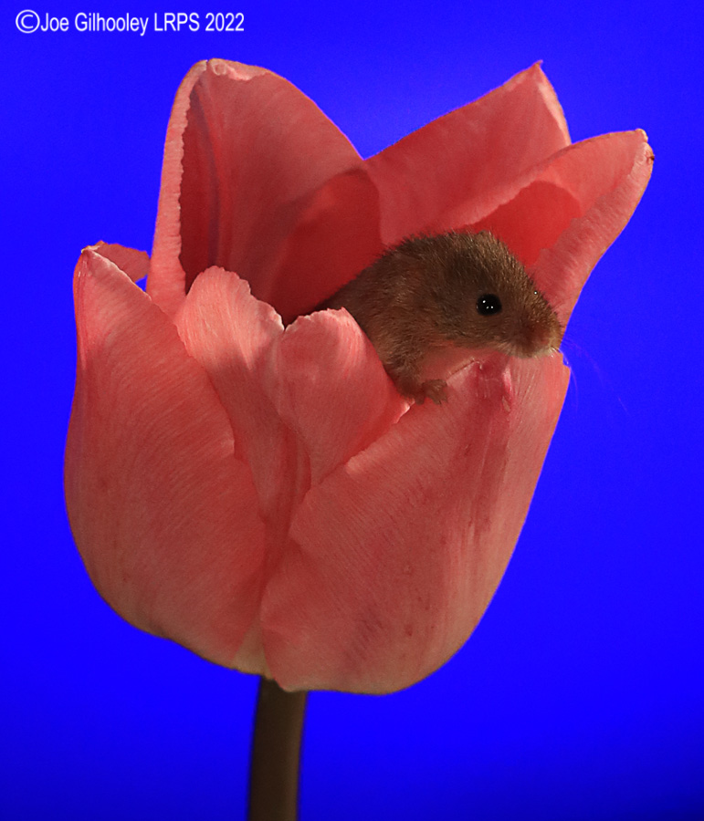Harvest Mouse in a Tulip