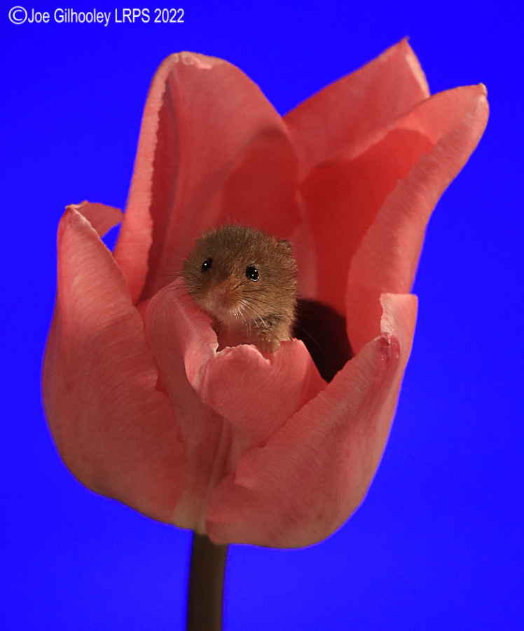 Harvest Mouse in a Tulip
