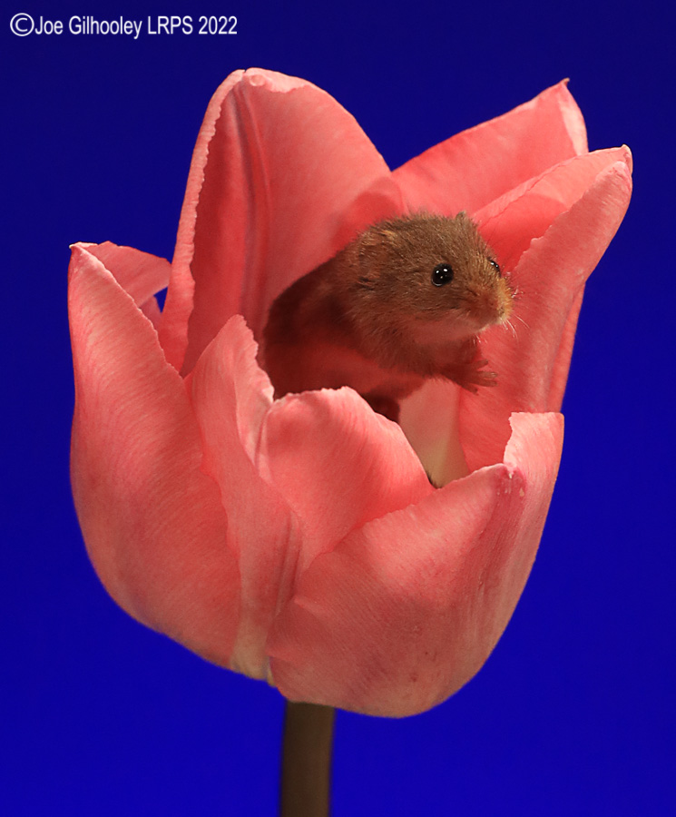 Harvest Mouse in a Tulip