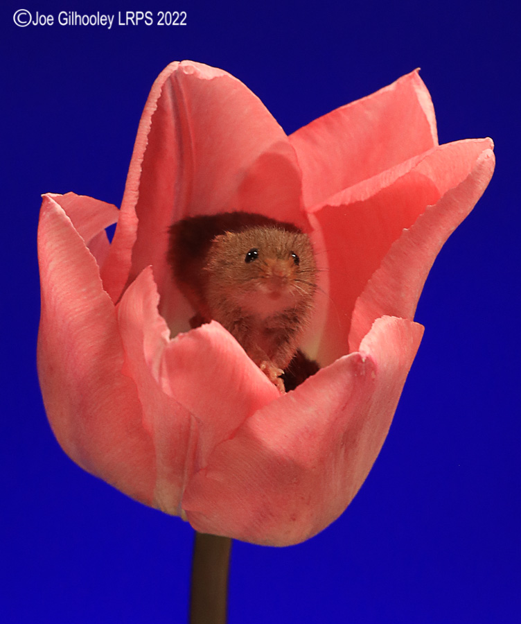 Harvest Mouse in a Tulip