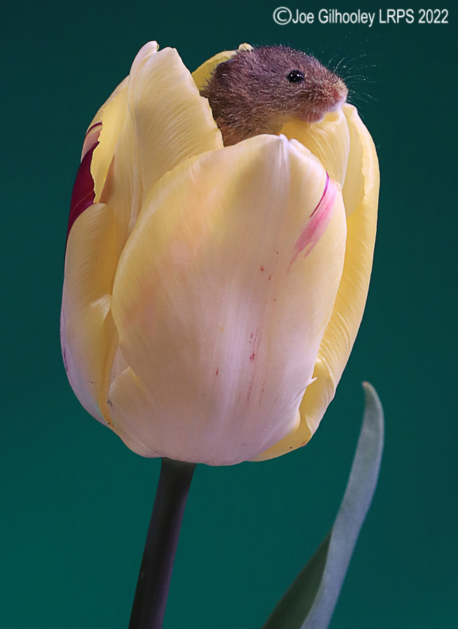 Harvest Mouse in a Tulip