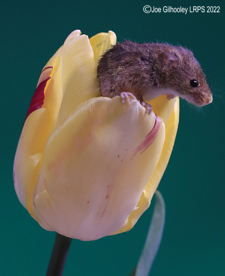 Harvest Mouse in a Tulip
