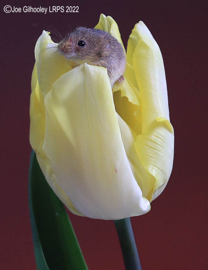 Harvest Mouse in a Tulip
