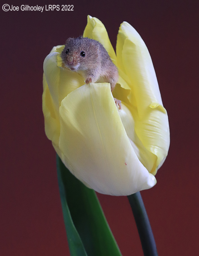 Harvest Mouse in a Tulip