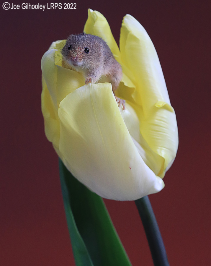 Harvest Mouse in a Tulip