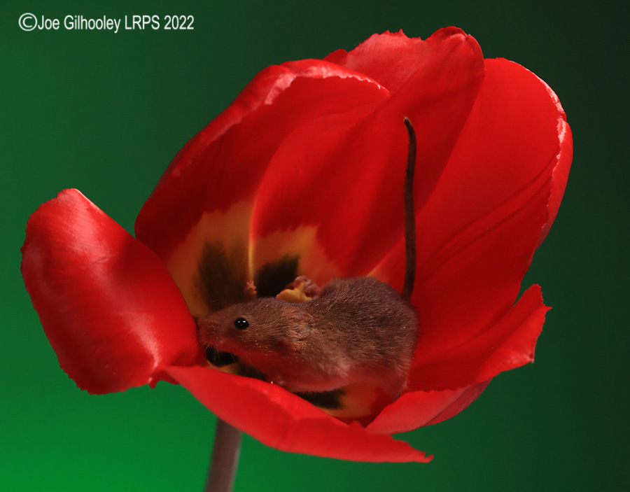 Harvest Mouse in a Tulip