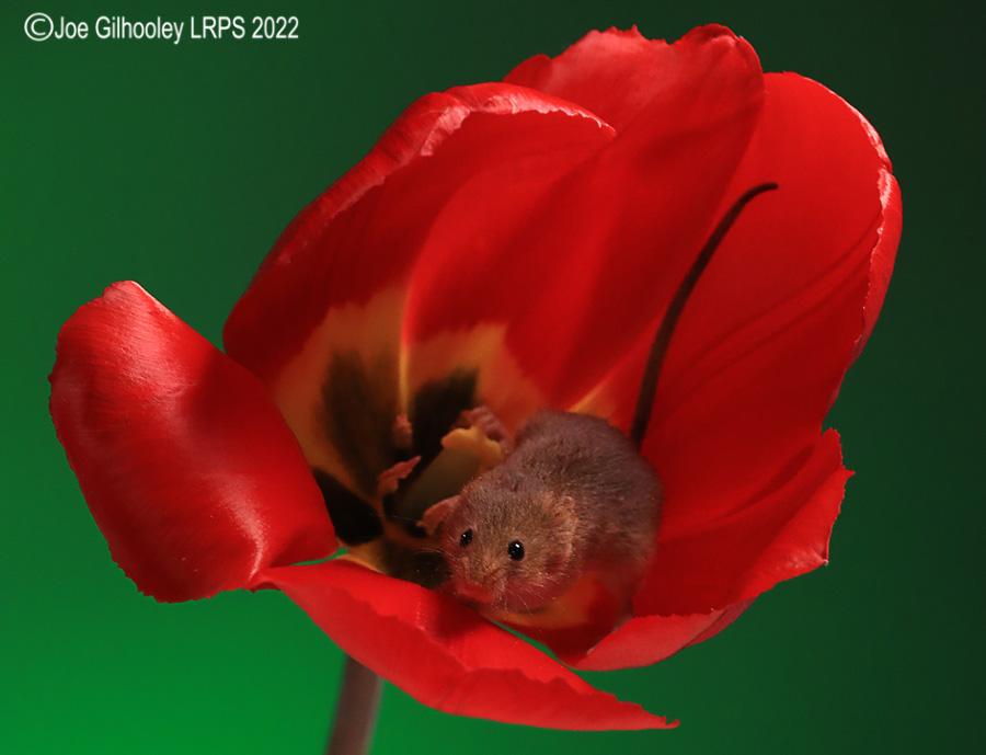 Harvest Mouse in a Tulip