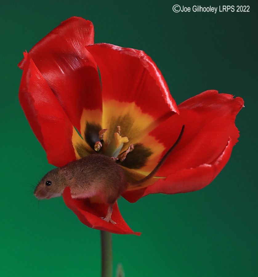 Harvest Mouse in a Tulip