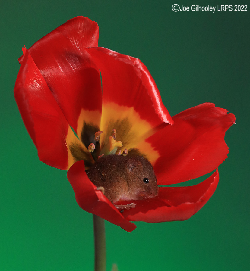 Harvest Mouse in a Tulip