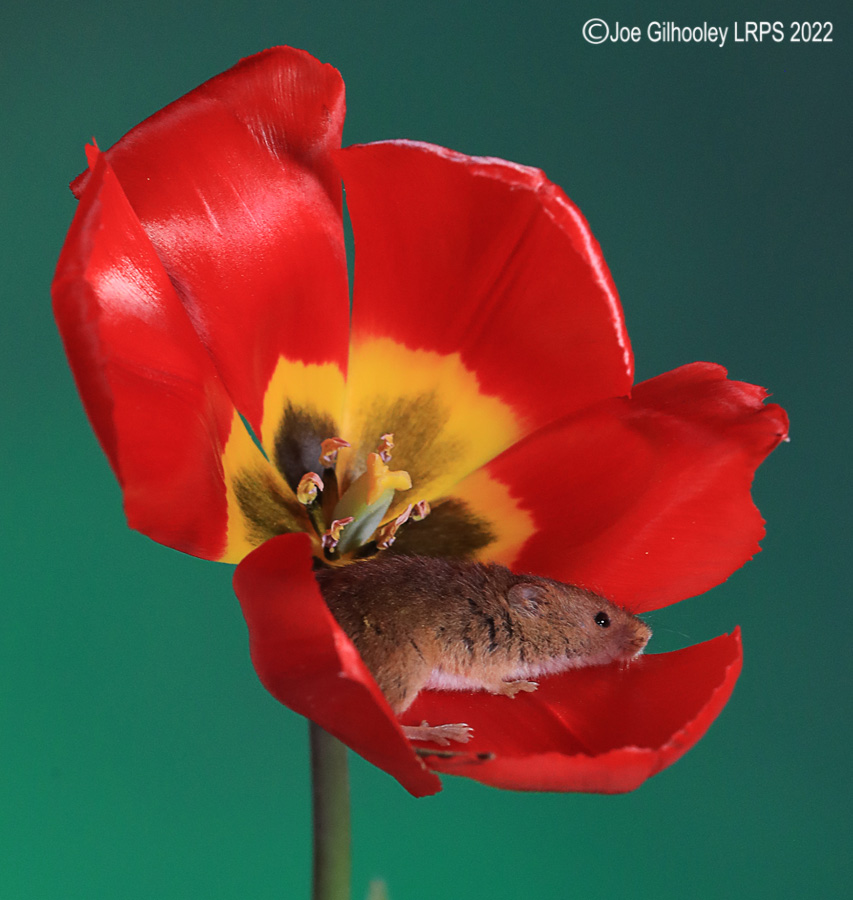 Harvest Mouse on a Tulip