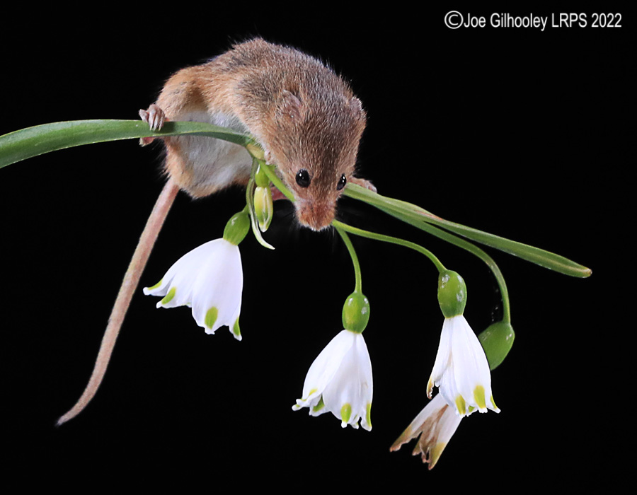 Harvest Mouse 0n a Flower