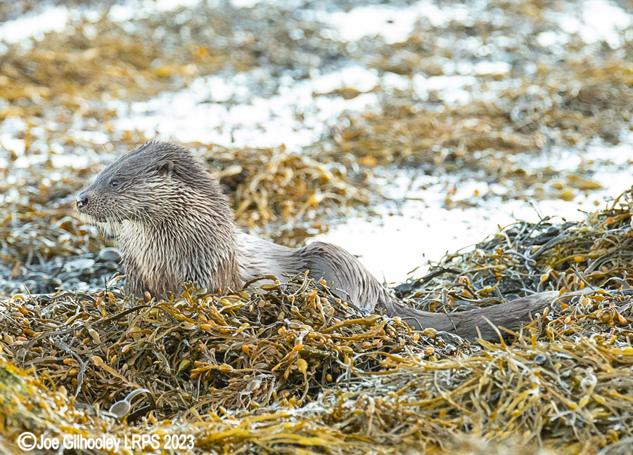 Otters on Loch Spelve, Mull