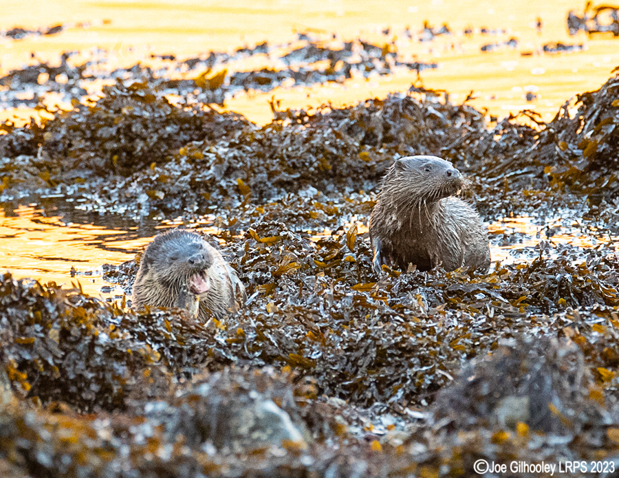 Otters on Loch Spelve, Mull