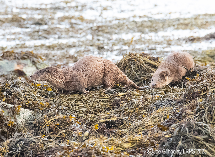 Otters on Loch Spelve, Mull