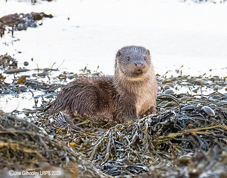 Otters on Loch Spelve, Mull