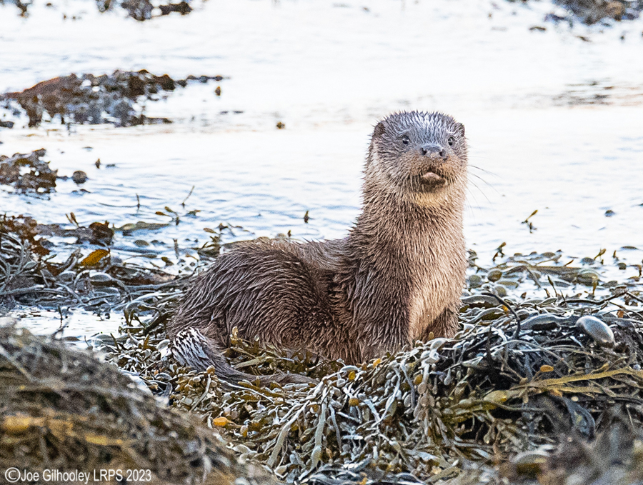 Otters on Loch Spelve, Mull