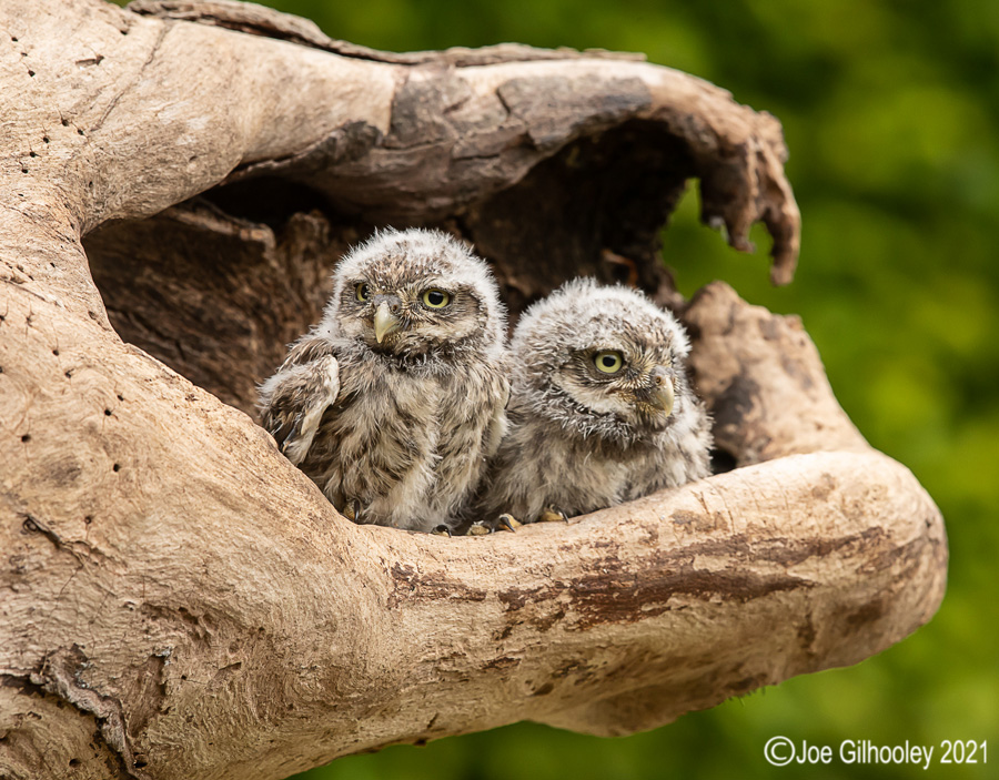 British Owls with Andy Howey
