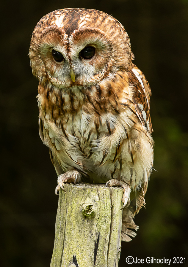 British Owls with Andy Howey