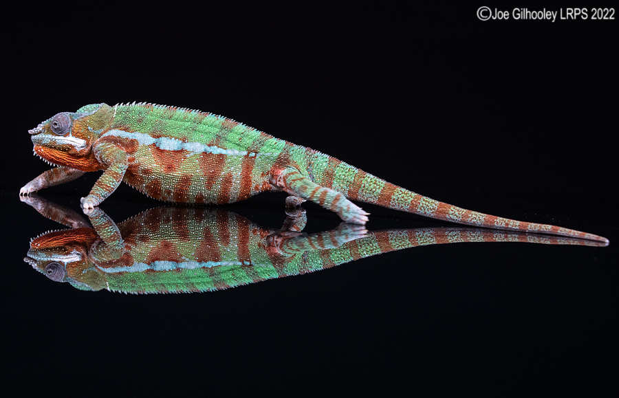 Panther Chameleon 5th October 2022