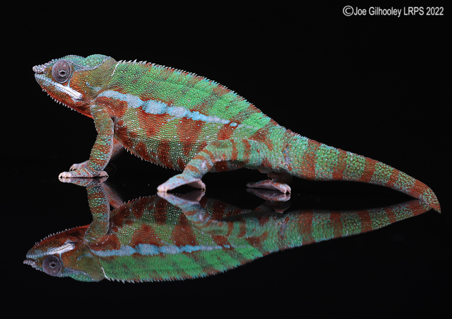Panther Chameleon 5th October 2022