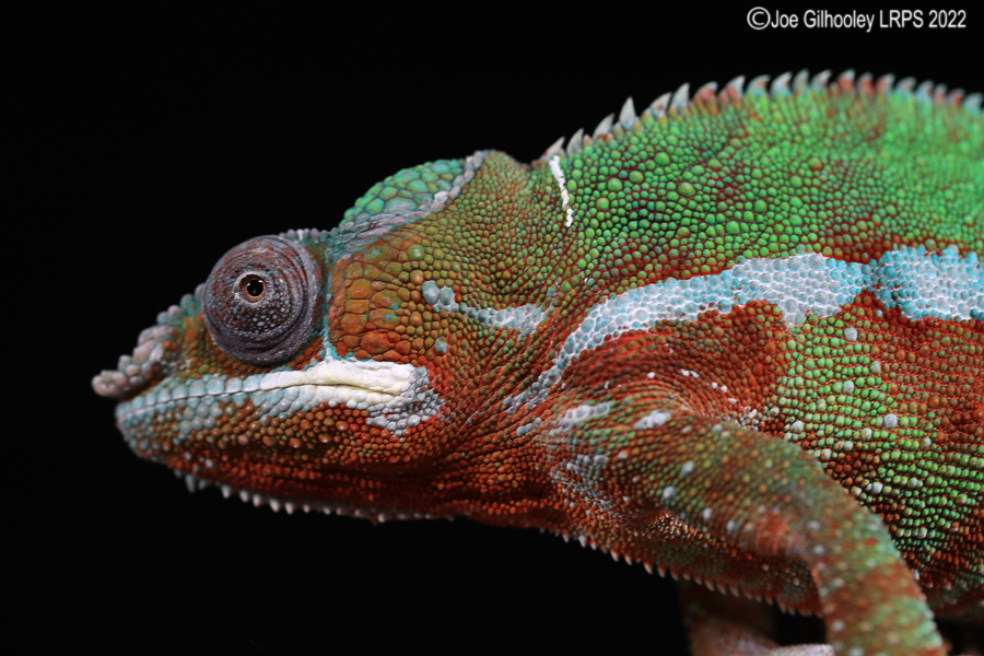 Panther Chameleon 5th October 2022