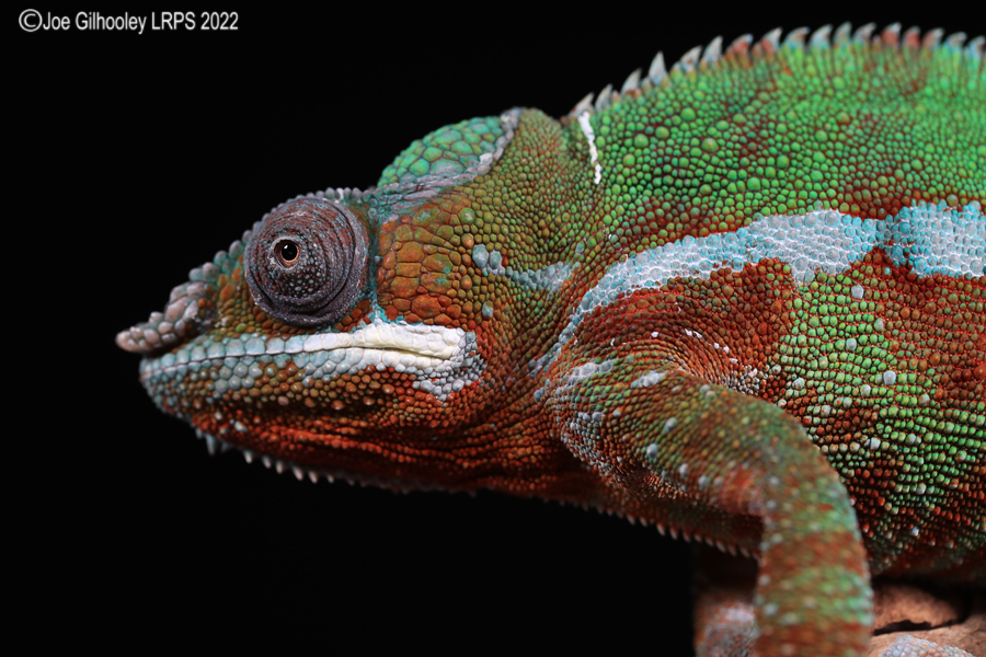 Panther Chameleon 5th October 2022
