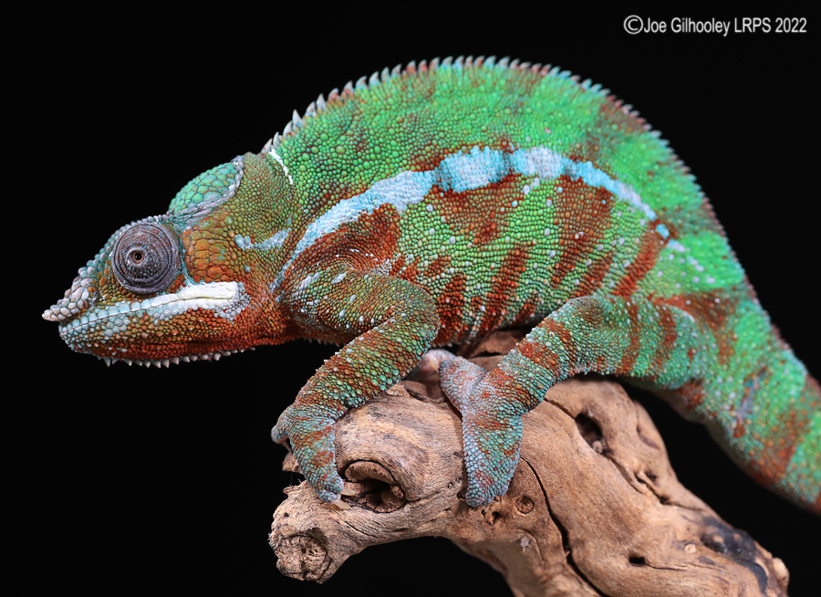 Panther Chameleon 5th October 2022