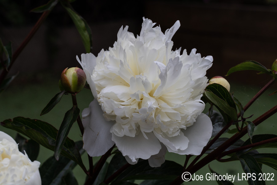 Peony Rose Bush in our Garden
