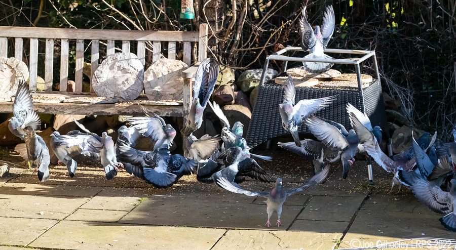 Pigeons Flying in our Garden