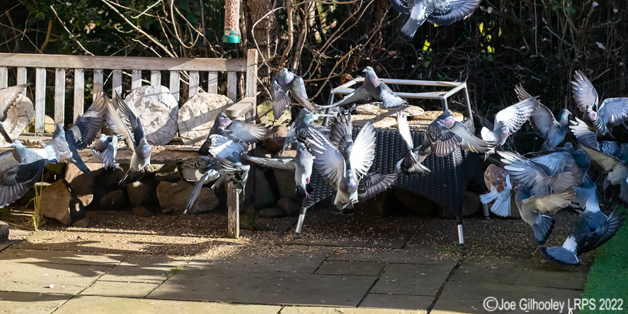 Pigeons Flying in our Garden
