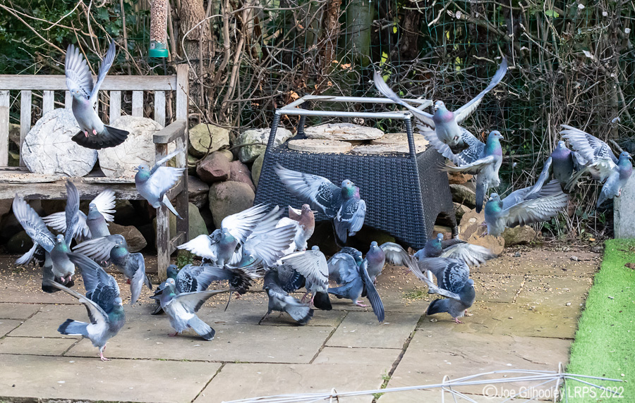 Pigeons Flying in our Garden
