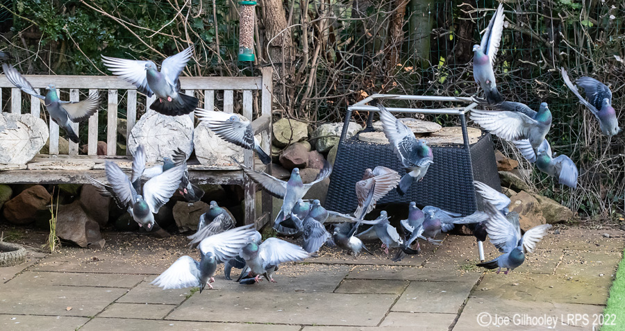 Pigeons Flying in our Garden