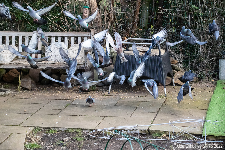 Pigeons Flying in our Garden