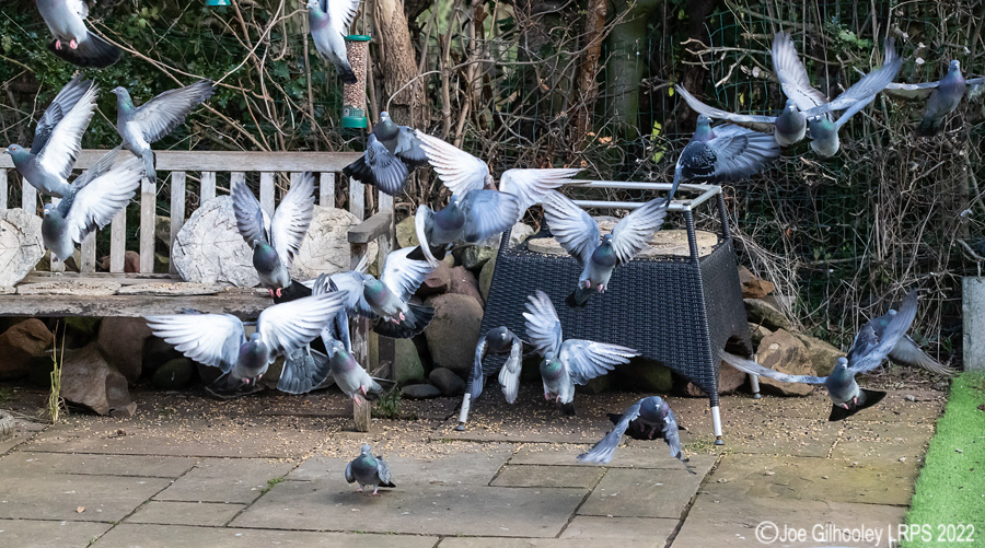 Pigeons Flying in our Garden