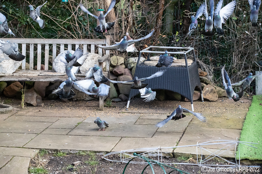 Pigeons Flying in our Garden