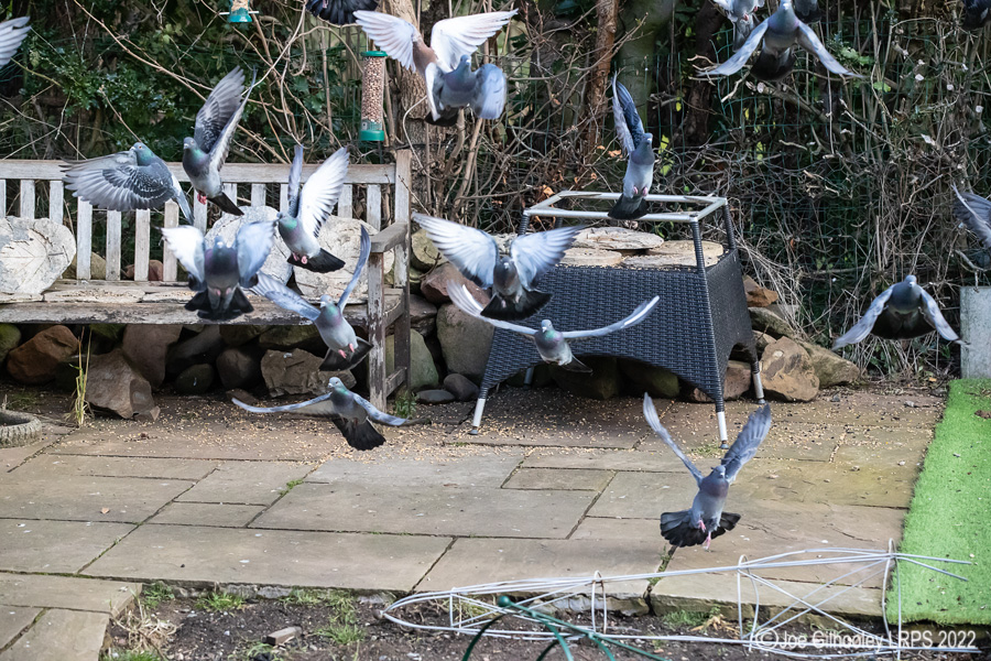 Pigeons Flying in our Garden