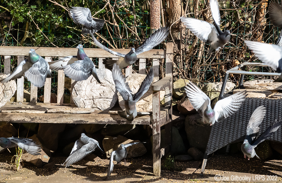 Pigeons Flying in our Garden