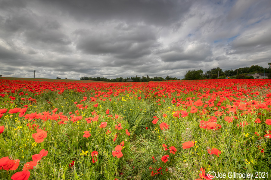Poppy Field - Poltonhall Midlothian Poppy Field - Poltonhall Midlothian