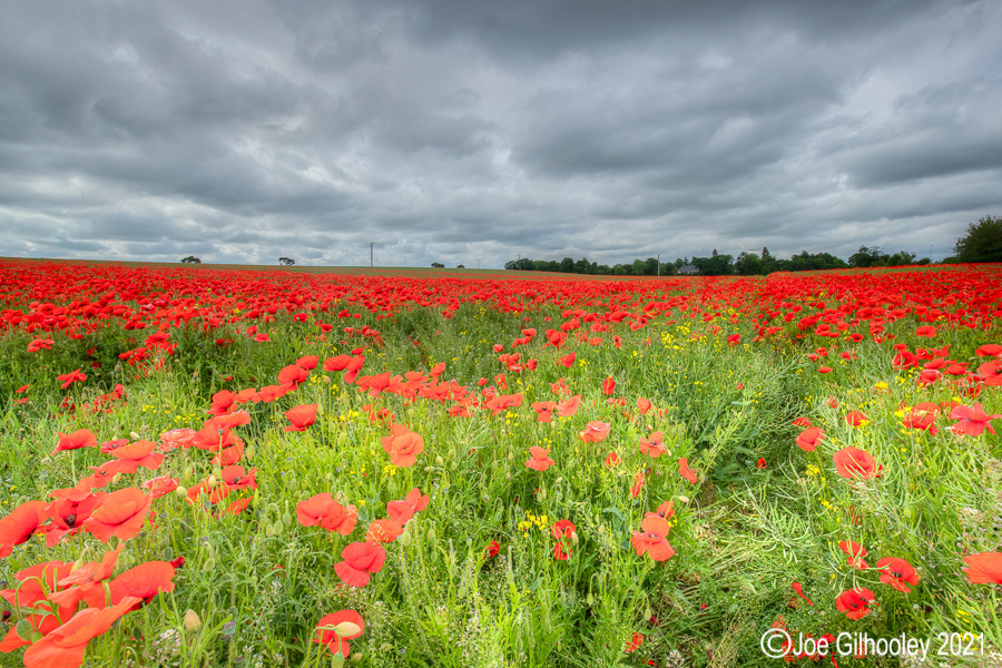 Poppy Field - Poltonhall Midlothian Poppy Field - Poltonhall Midlothian