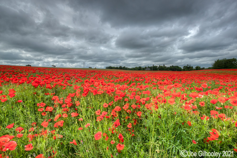 Poppy Field - Poltonhall Midlothian Poppy Field - Poltonhall Midlothian