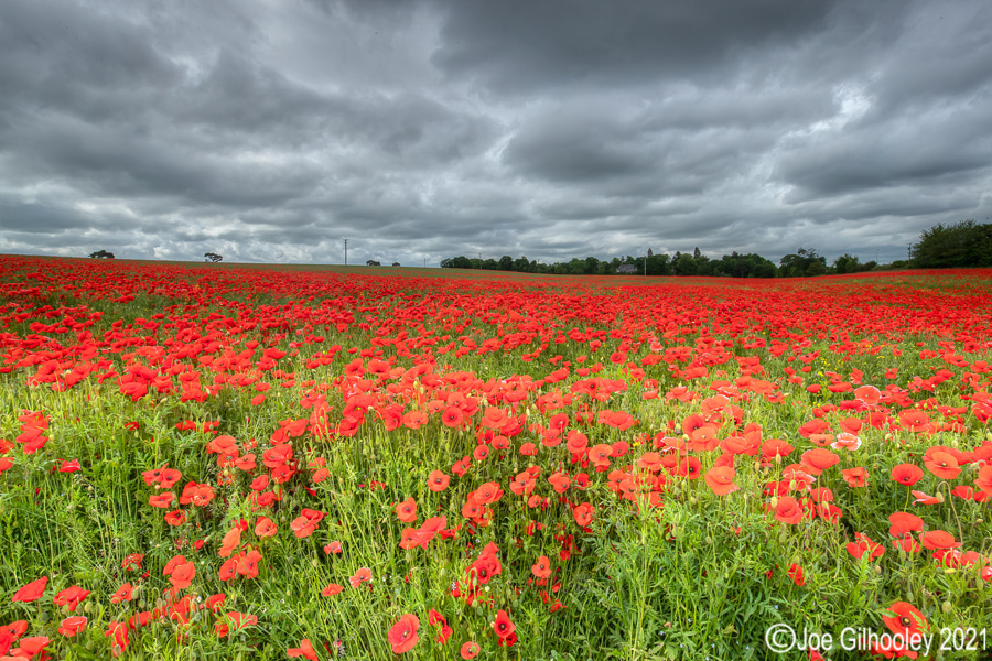 Poppy Field - Poltonhall Midlothian Poppy Field - Poltonhall Midlothian