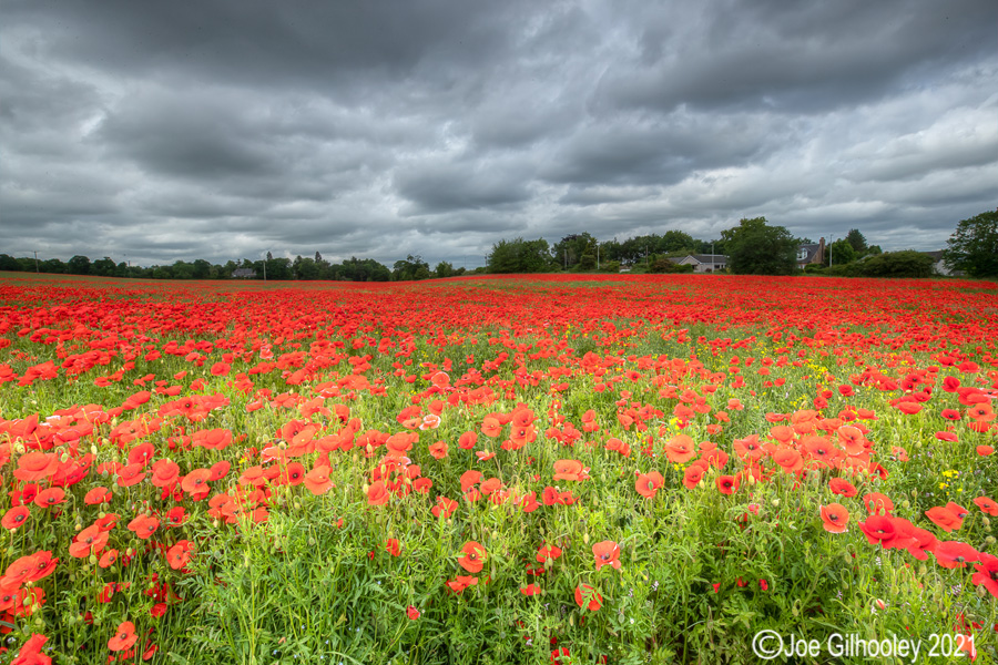 Poppy Field - Poltonhall Midlothian Poppy Field - Poltonhall Midlothian