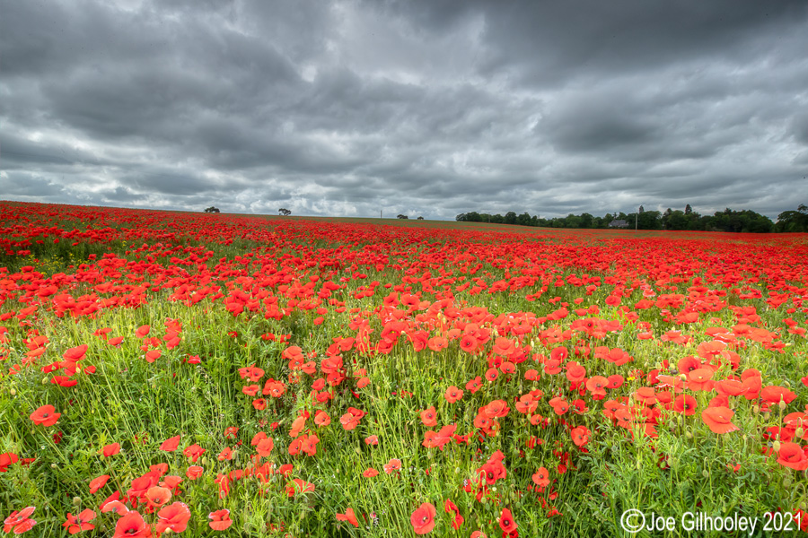 Poppy Field - Poltonhall Midlothian Poppy Field - Poltonhall Midlothian