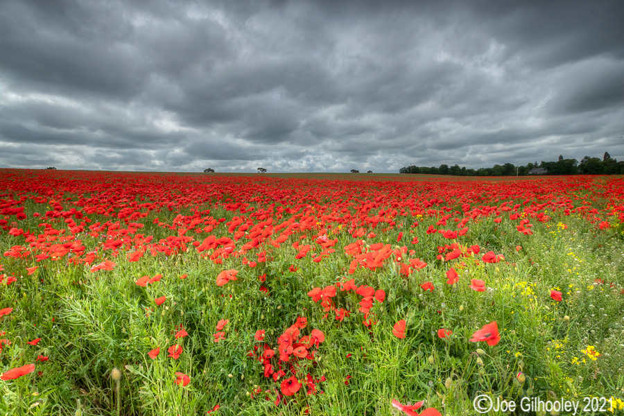 Poppy Field - Poltonhall Midlothian Poppy Field - Poltonhall Midlothian