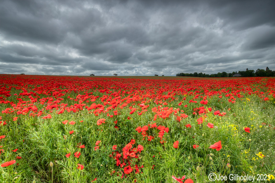 Poppy Field - Poltonhall Midlothian Poppy Field - Poltonhall Midlothian