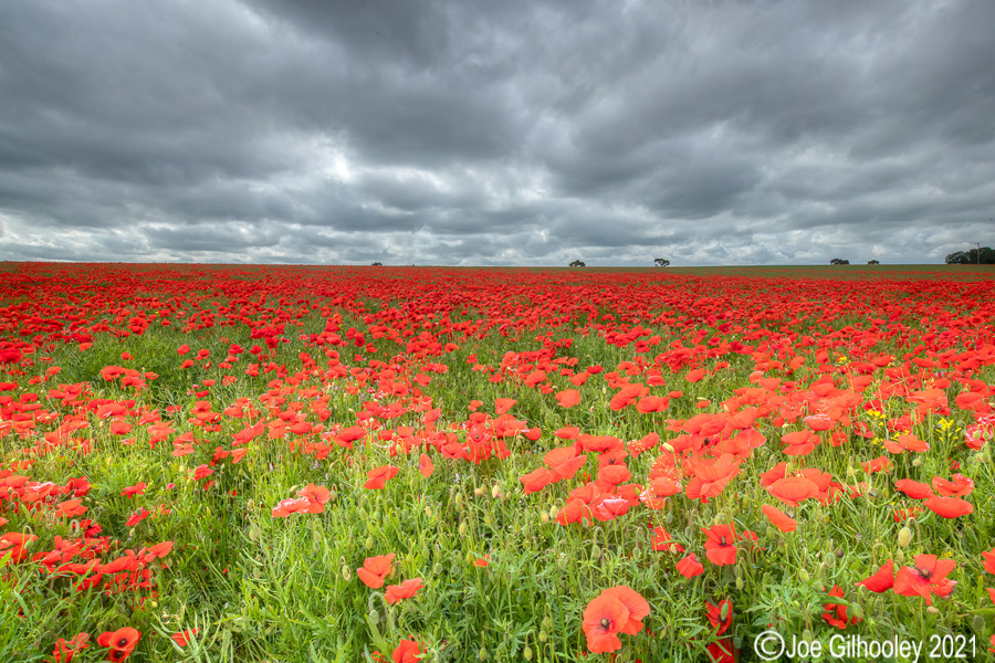 Poppy Field - Poltonhall Midlothian Poppy Field - Poltonhall Midlothian