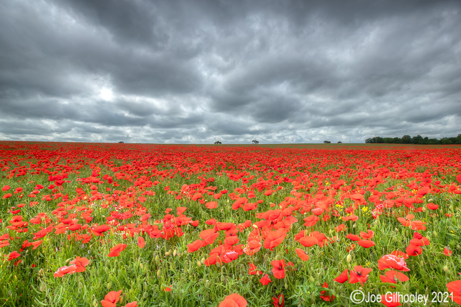 Poppy Field - Poltonhall Midlothian Poppy Field - Poltonhall Midlothian